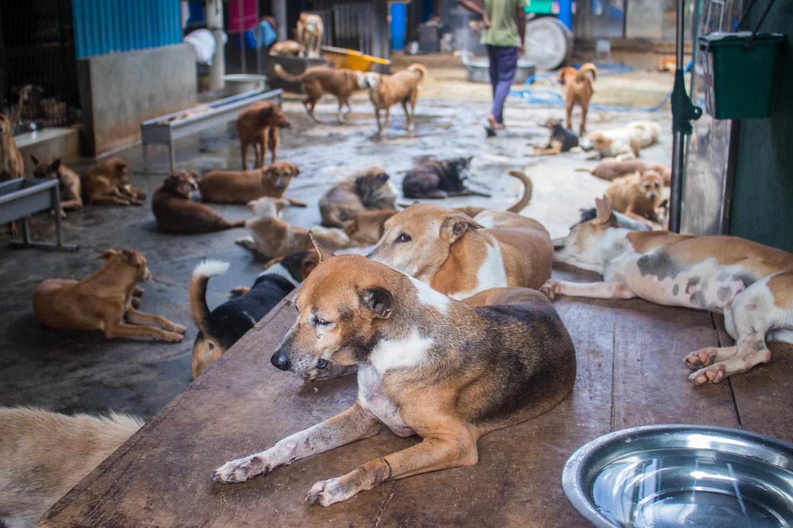 Dogs resting at Animal SOS shelter