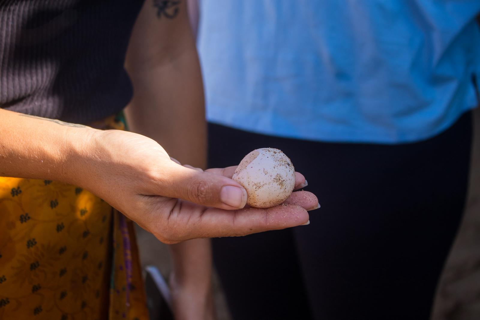 Holding a baby turtle hatchling