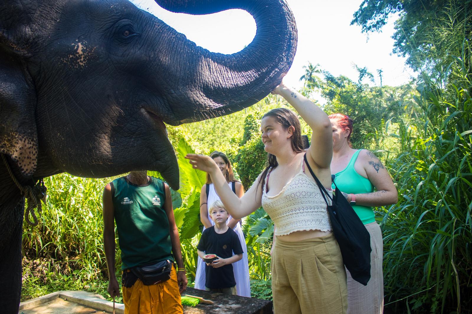 Feeding an elephant by hand