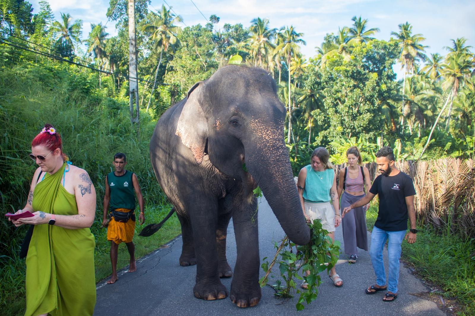 Walking alongside an elephant