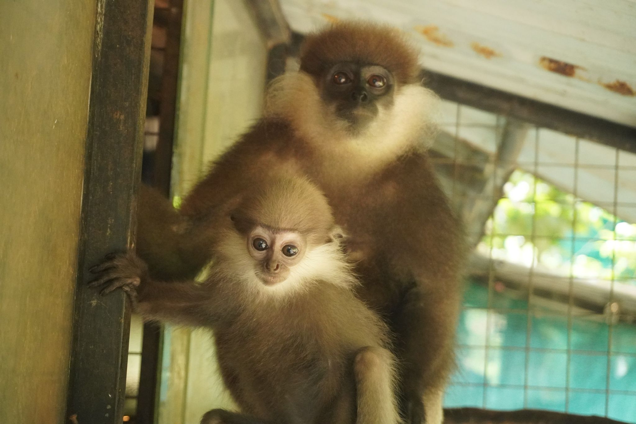 Rescued primates at the nursery