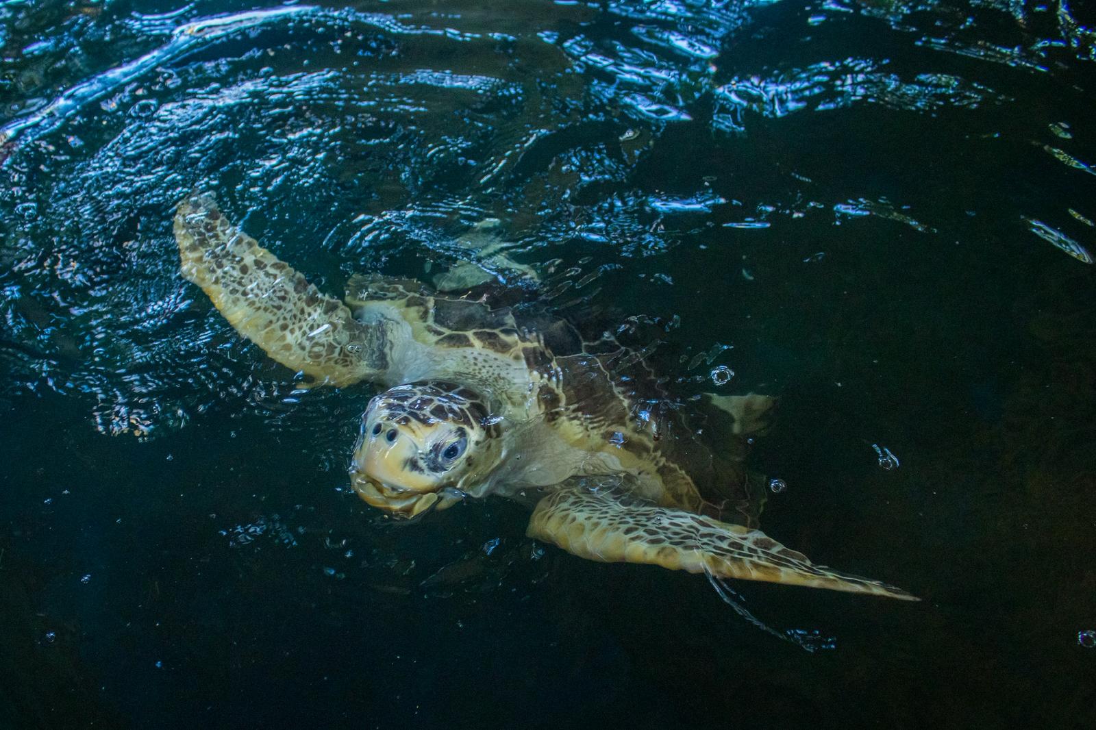 Sea turtle in rehabilitation